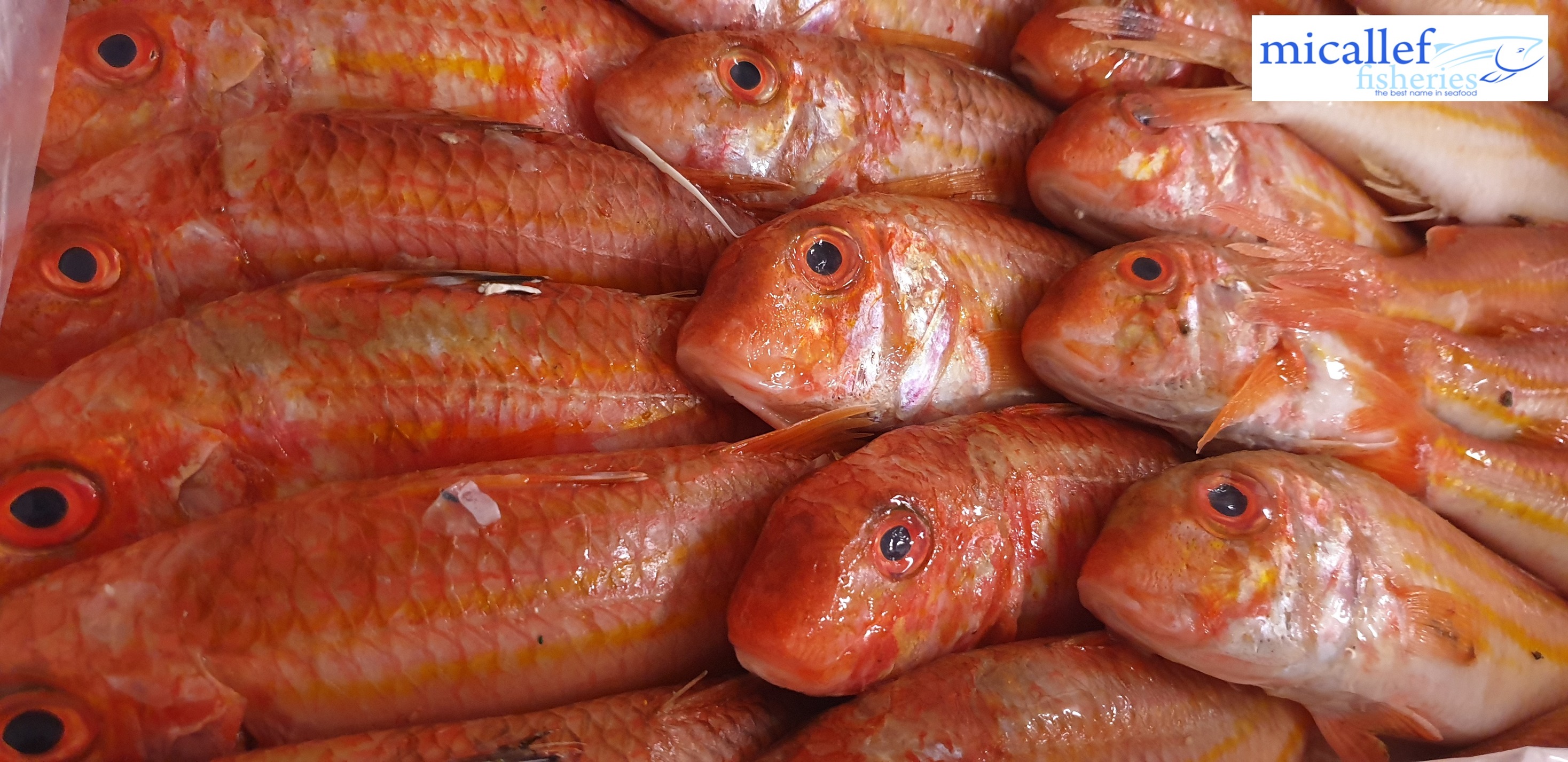 Micallef Fisheries Ltd | Mosta