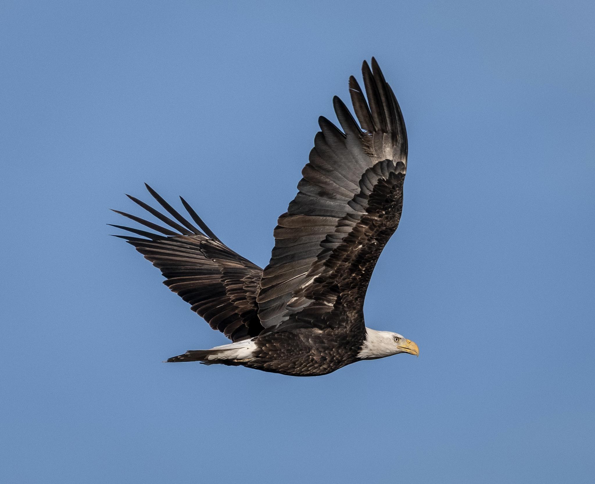 Bald Eagle Gorham Kansas