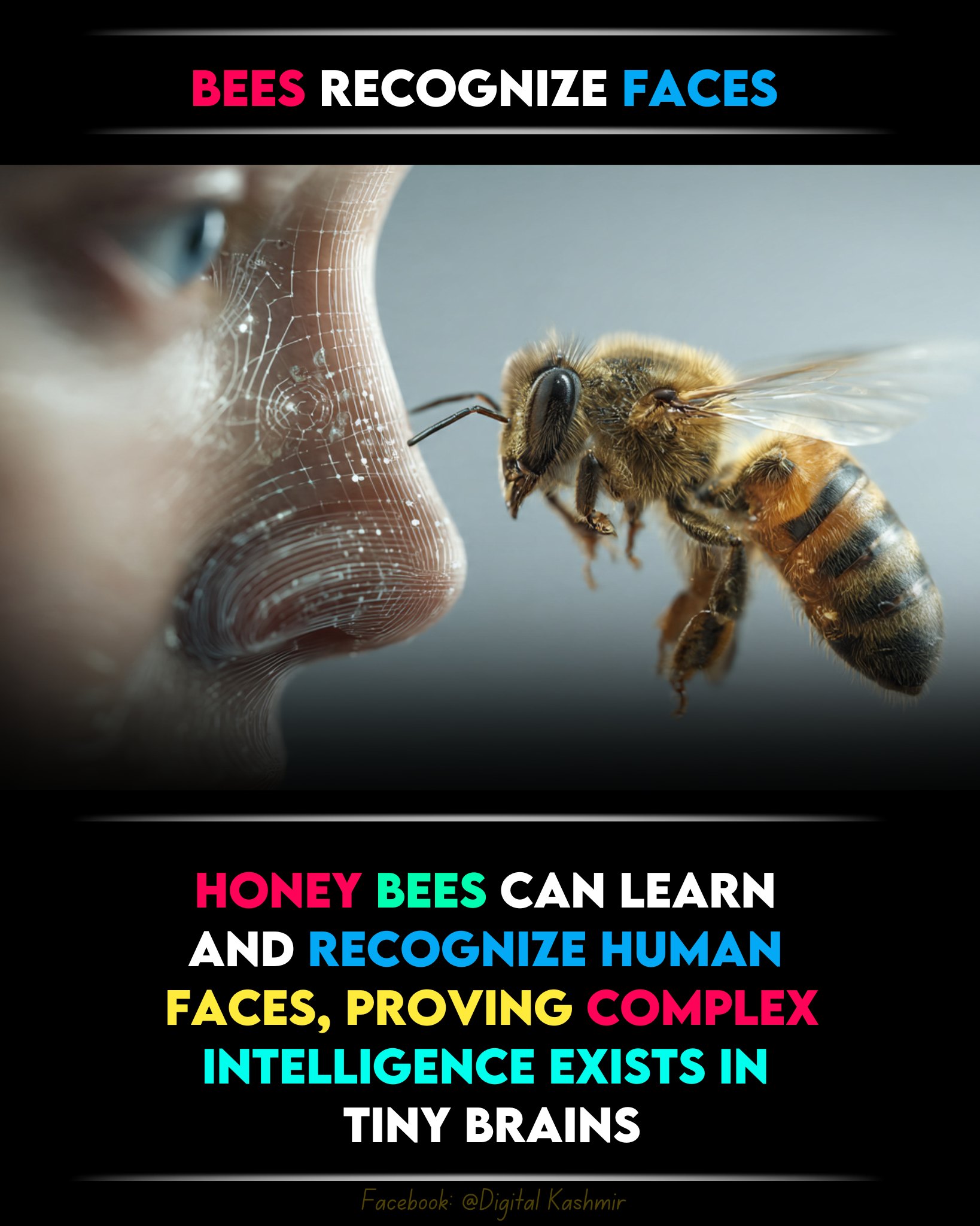 Digital - Scientists have found that honey bees can recognize and ...