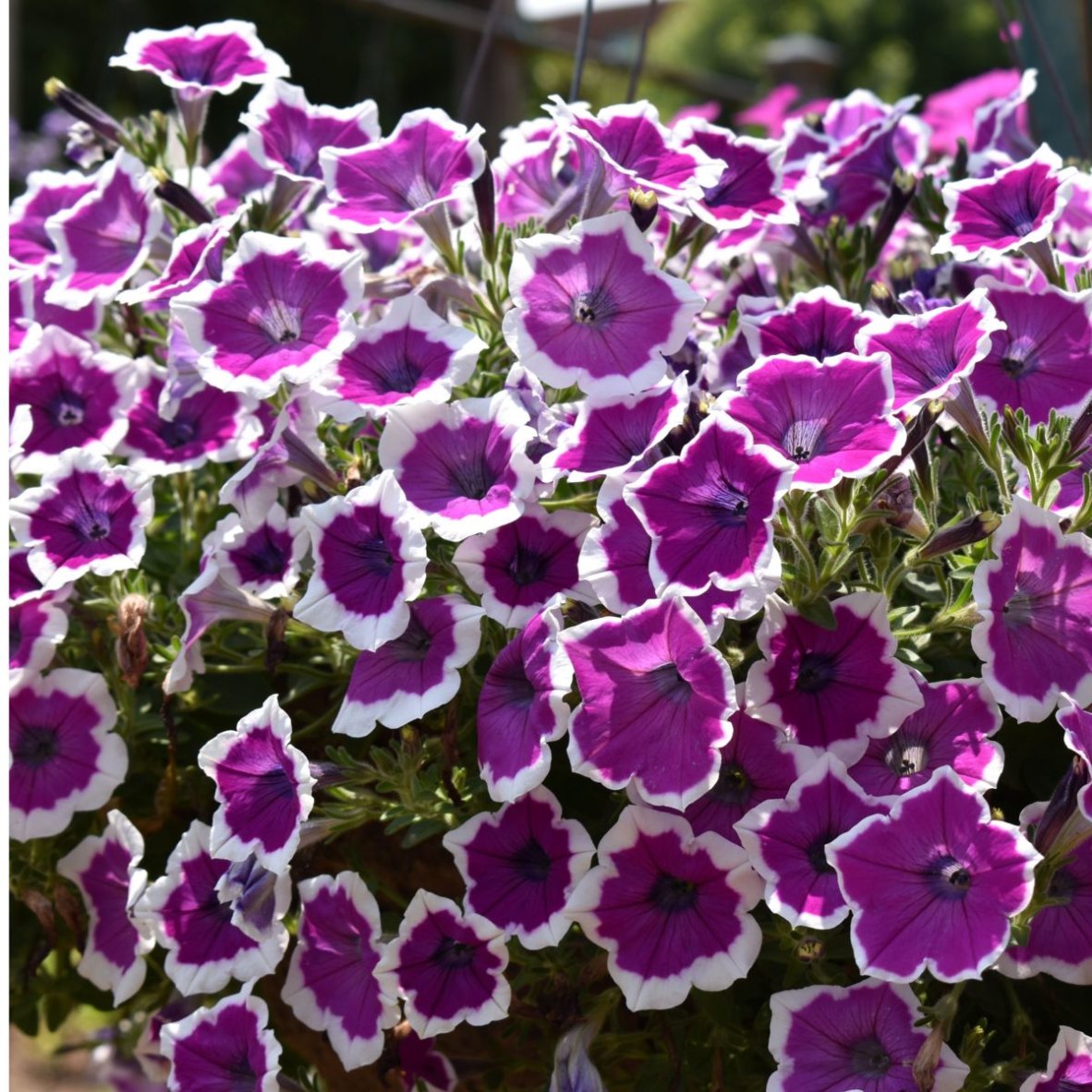Garden friends, we're excited to introduce the 2026 Petunia of the