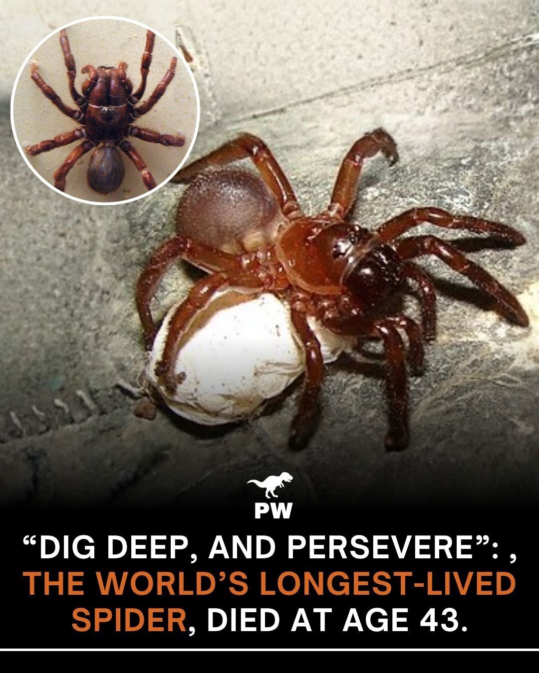 The Prehistoric - “Dig deep, and persevere” that must have been the ...
