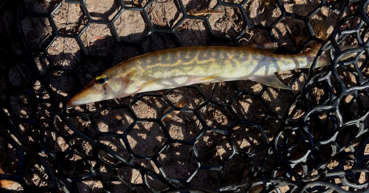 epoxy coating for fishing lures PB - 1oz Signature Rocket Launcher 16