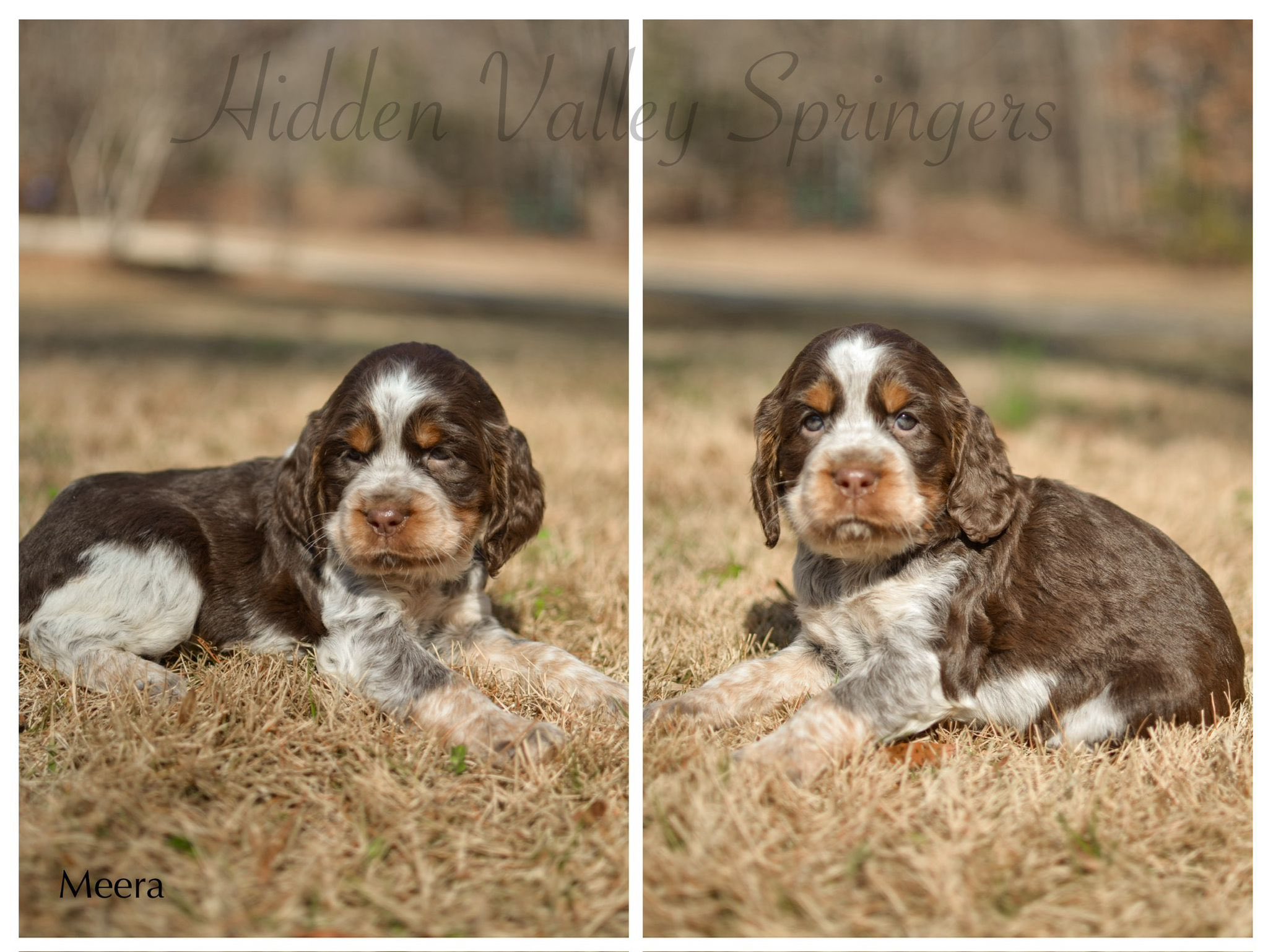 Hidden Valley Springers | Westminster SC