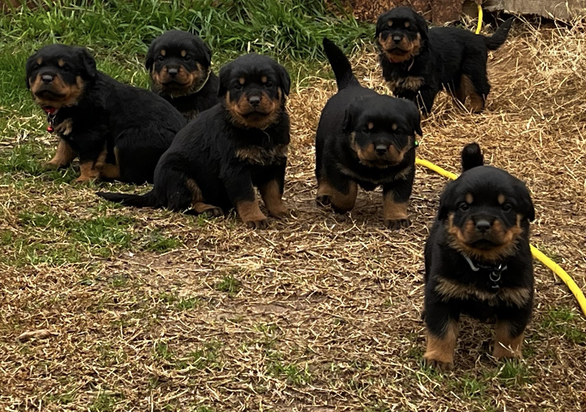 TNT Rottweilers | Harrah OK