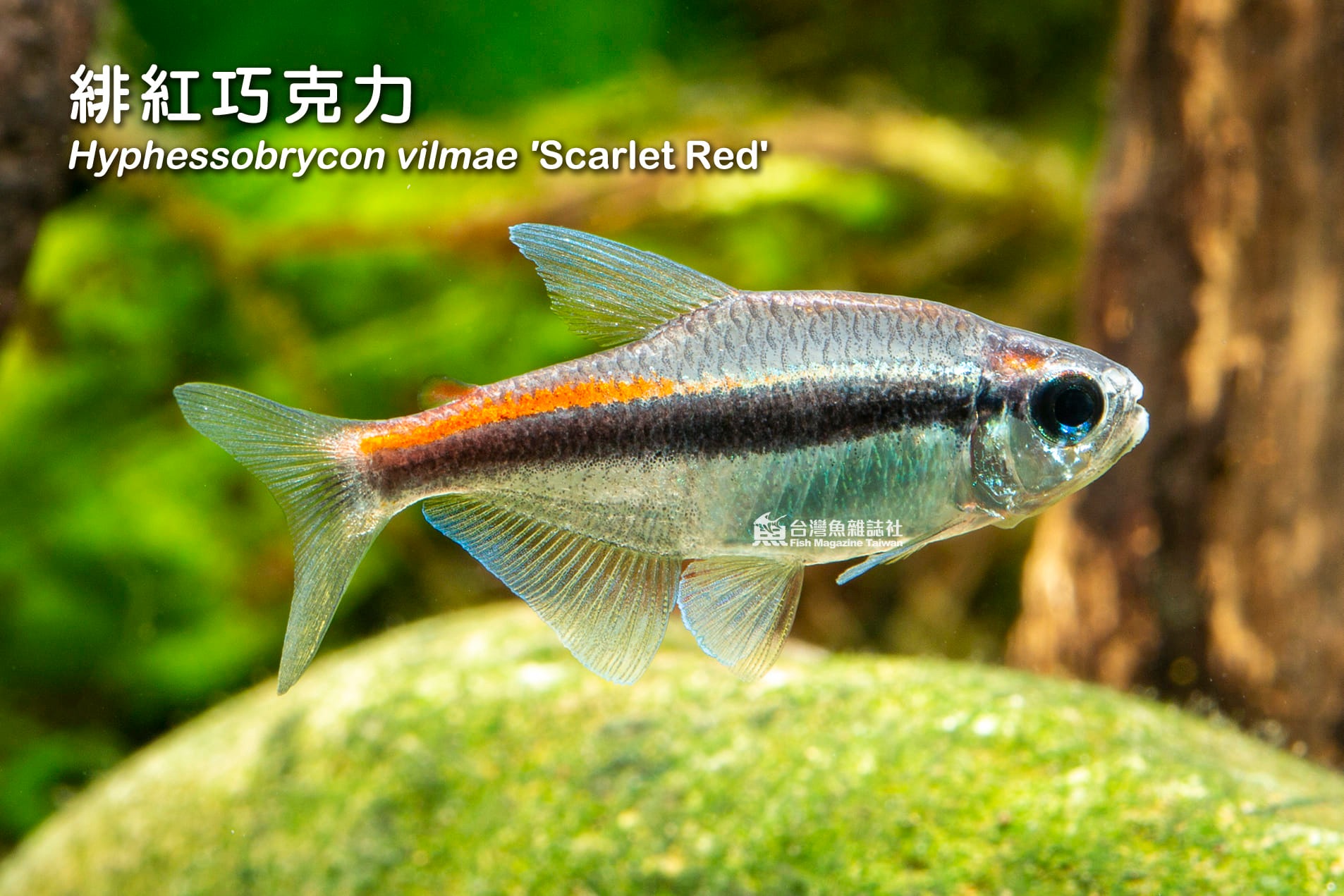 Hyphessobrycon vilmae ' Scarlet... - 台灣魚雜誌社 Fish Magazine TW | Facebook