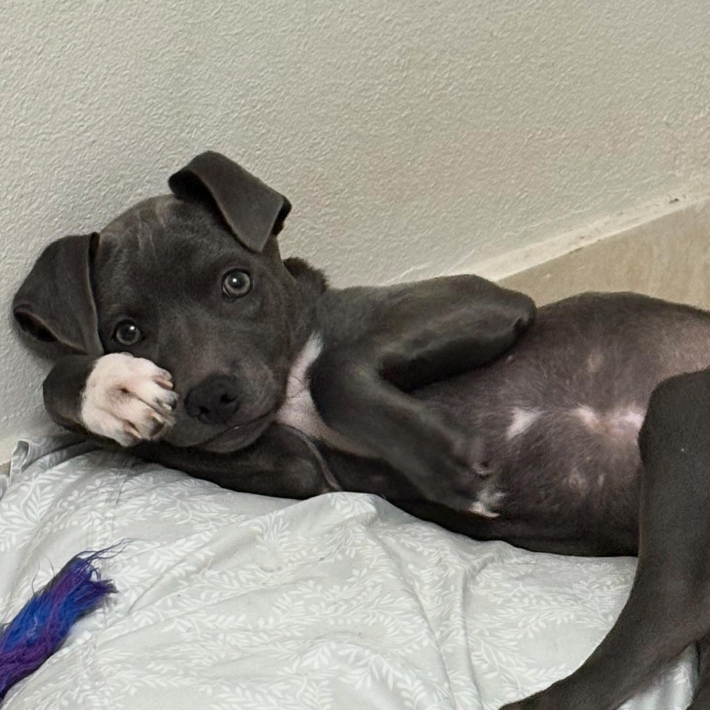 Howling for Rescue Inc. | Ponce
