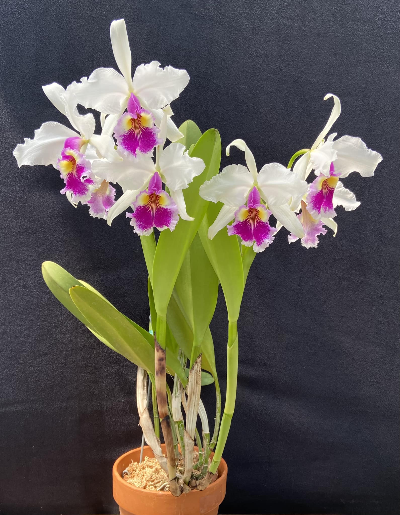 Semi-alba variety of C warscewiczii orchid discussion