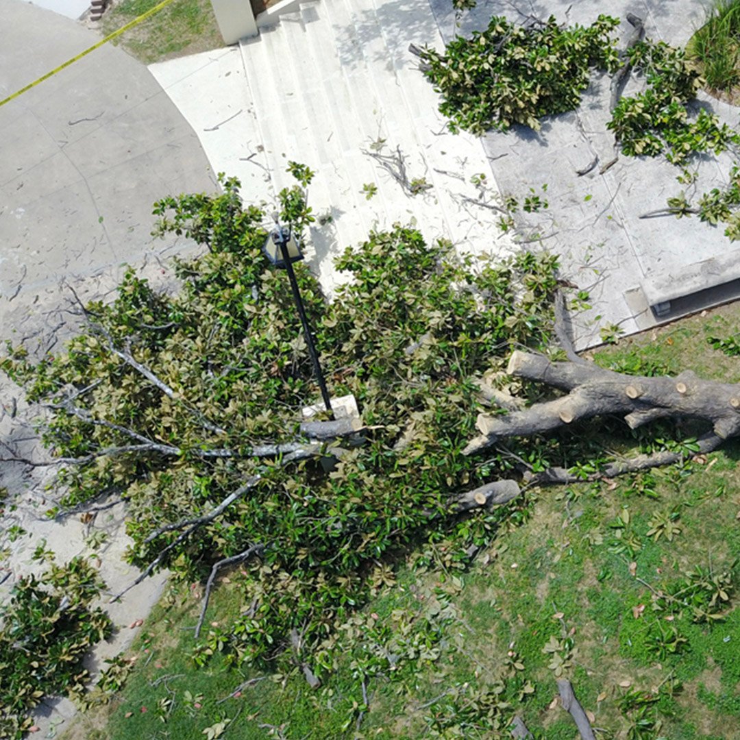 Tree Service of San Antonio | San Antonio TX