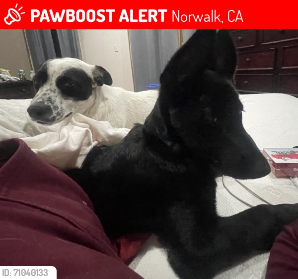 Lost dog Shadow in Kavala Ranch area