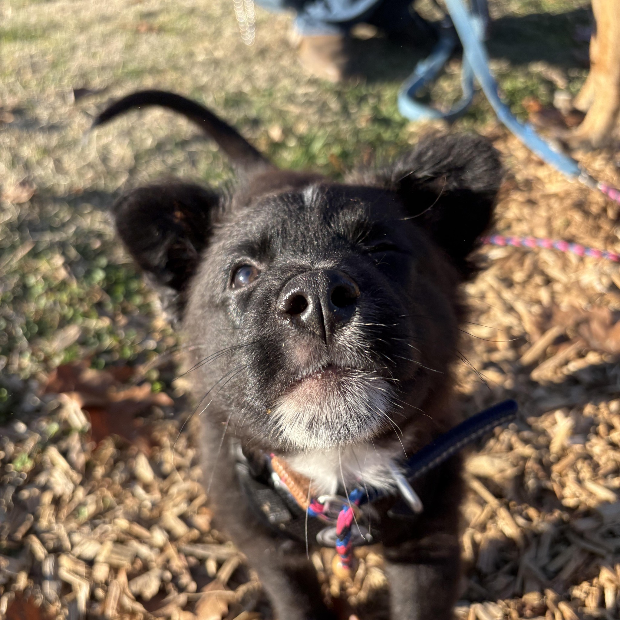 Why dog trainers avoid dog parks ⬇️ Dog parks look like socialization ...