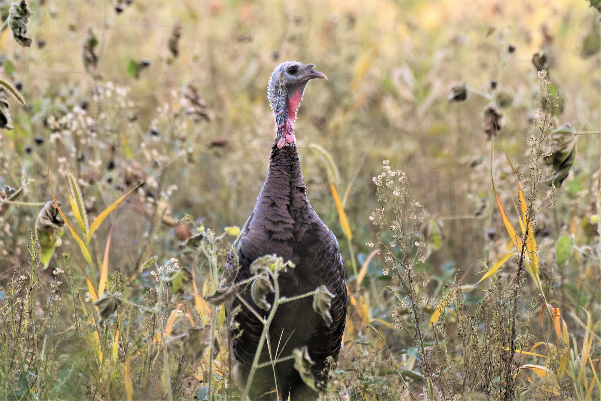 Turkey - 🦃 Fun Fact Friday: Did you know? Wild turkeys have incredible ...