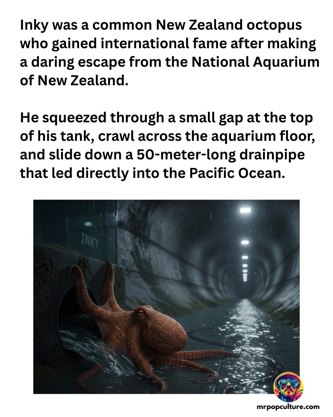 Mr. - Inky the octopus didn’t just escape — he planned it. 🐙 In 2016 ...