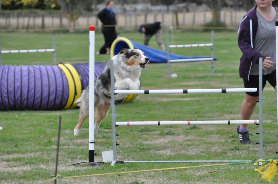 Agility Photos