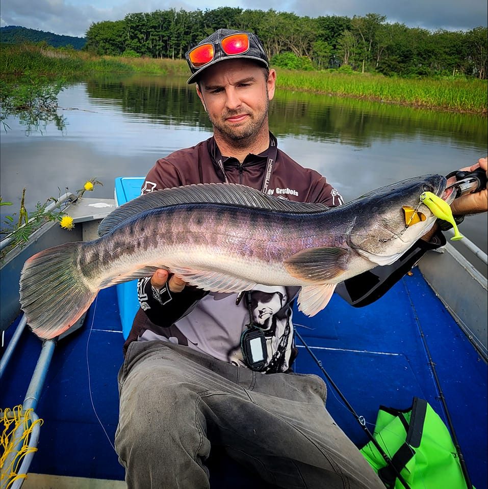 The color that makes all Giant Snakehead angler go crazy! # ...