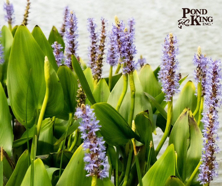 Pond King Inc. - A pond isn't just a body of water–it’s a... | Facebook