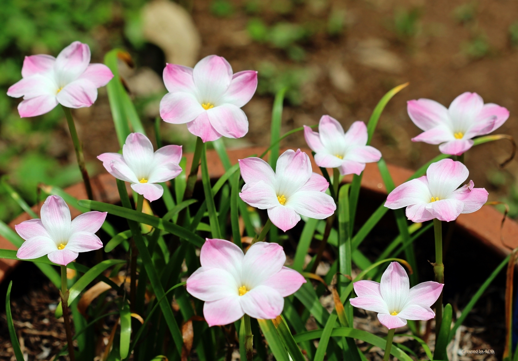 -ดอกบัวดิน- Labuffarosa 'Lily... - เรื่องราวดอกไม้ by AOB | Facebook