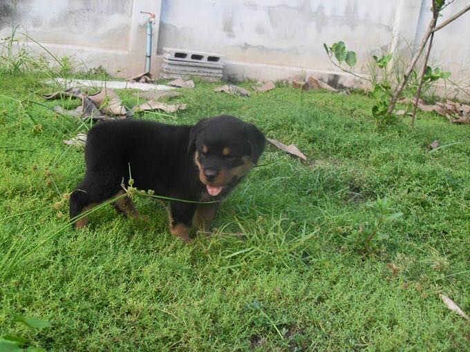 Rottweiler & Scottish Fold ฟาร์ม อุดรธานี | Udon Thani
