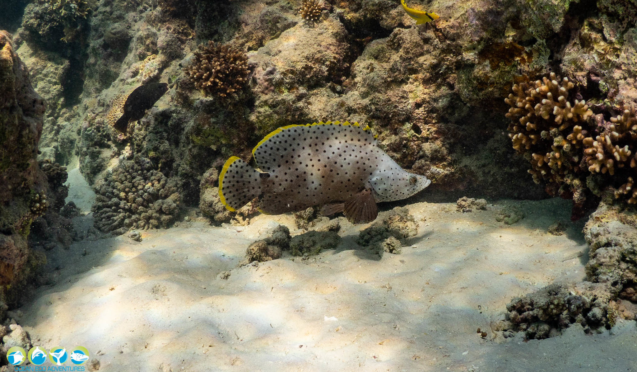 Ocean - 🐟 FISH OF THE DAY🐟 Meet the Barramundi Cod - a true aquatic ...