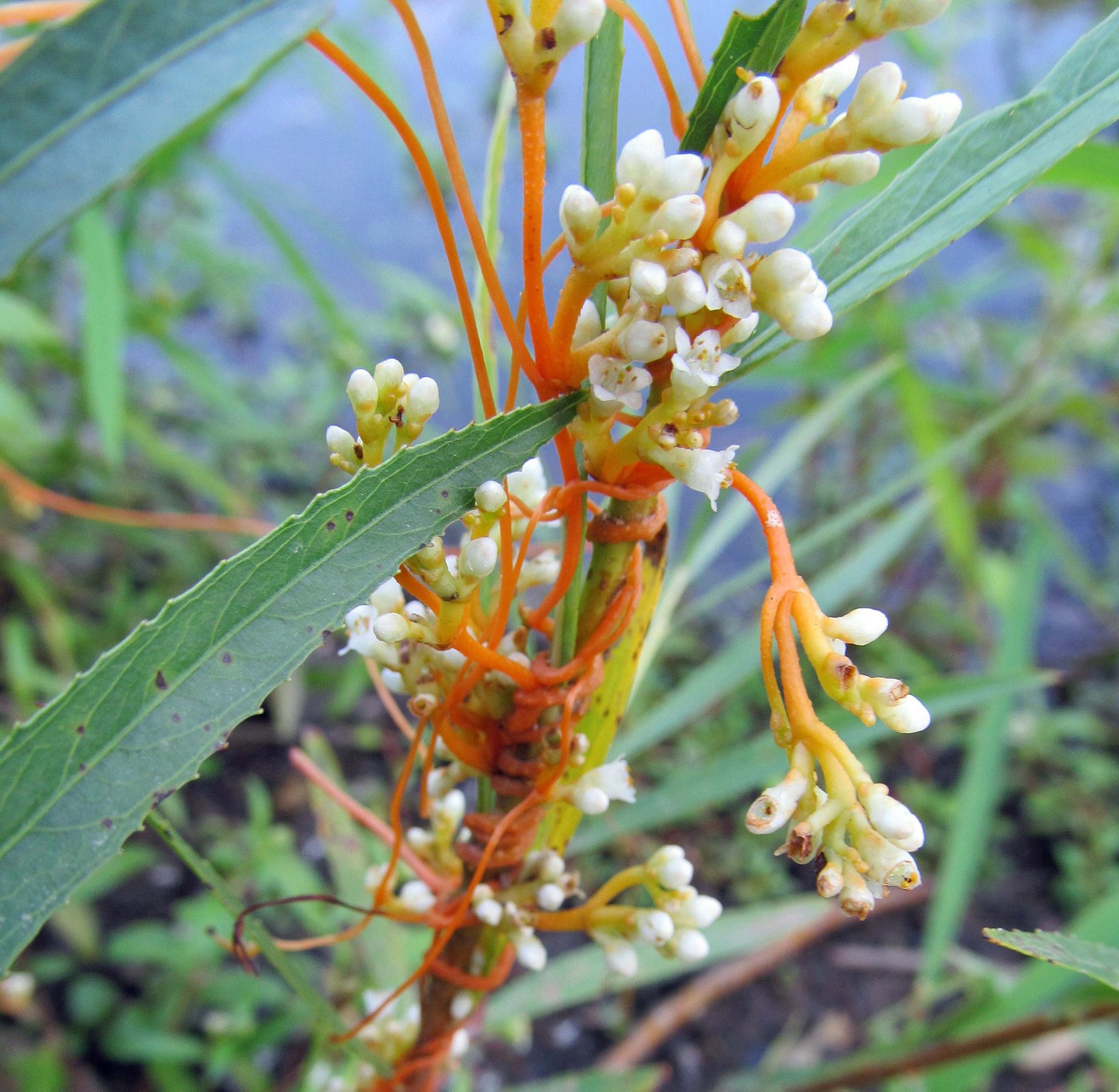 Wildflowers - COMMON DODDER: (Cuscuta gronovii). There is nothing ...