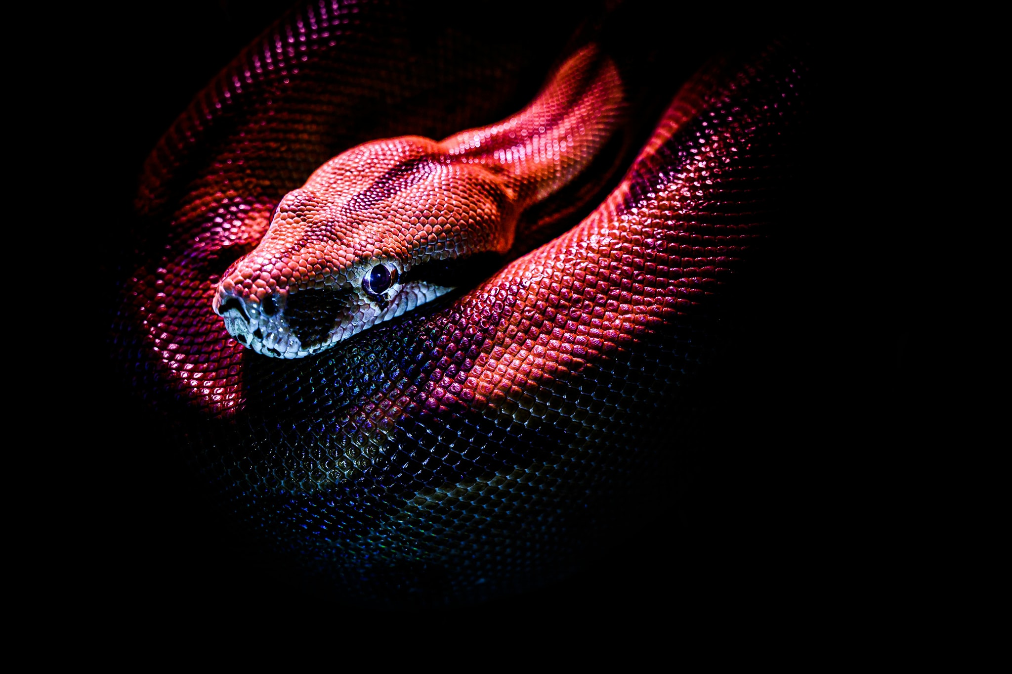 Snakey