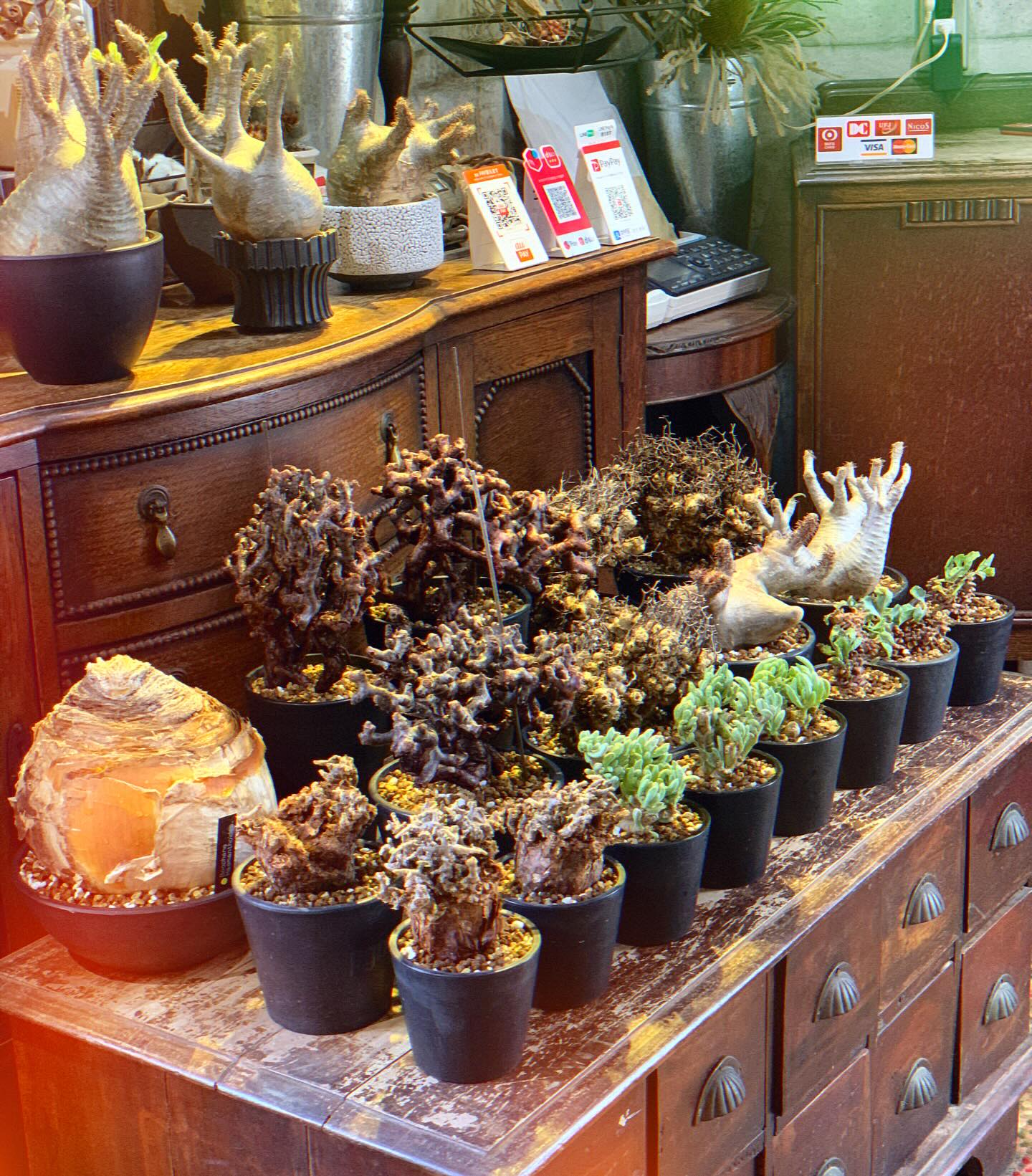 y鉢 植木鉢塊根植物チタノタグラキリスコーデックス