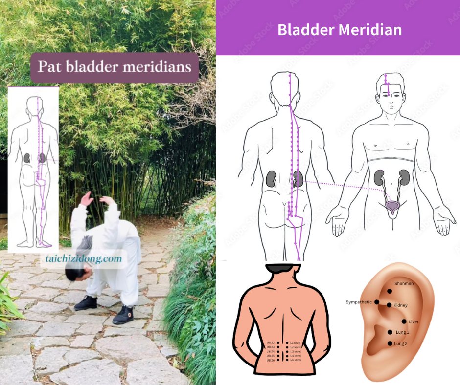 Taichi.zidong - 🌿 BLADDER MERIDIAN (Urinary Bladder Channel of TCM) 🌿 ...