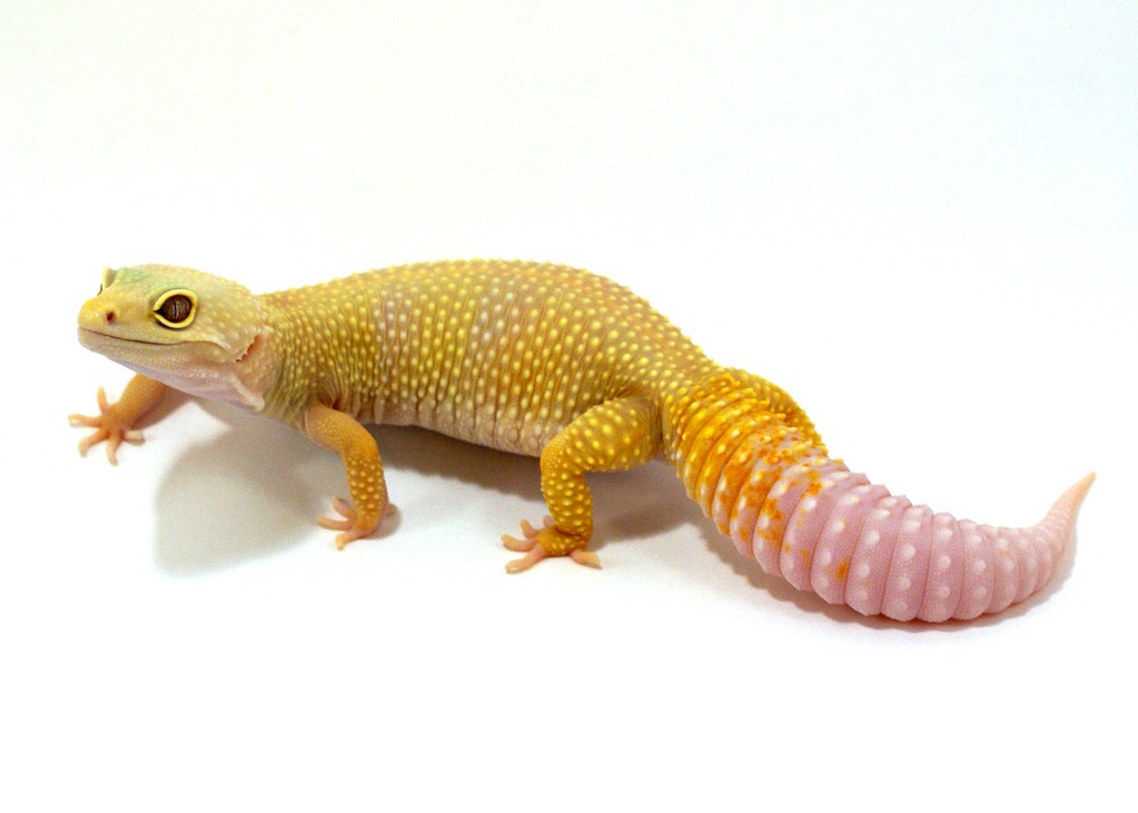 Golden Gate Geckos