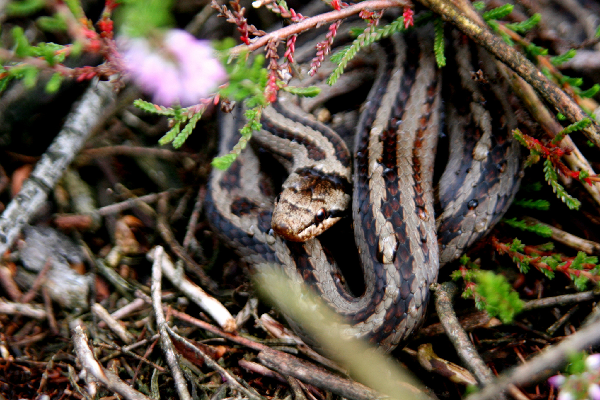 Slangen in Nederland en Benelux: Snakes in the Benelux and adjacent ...