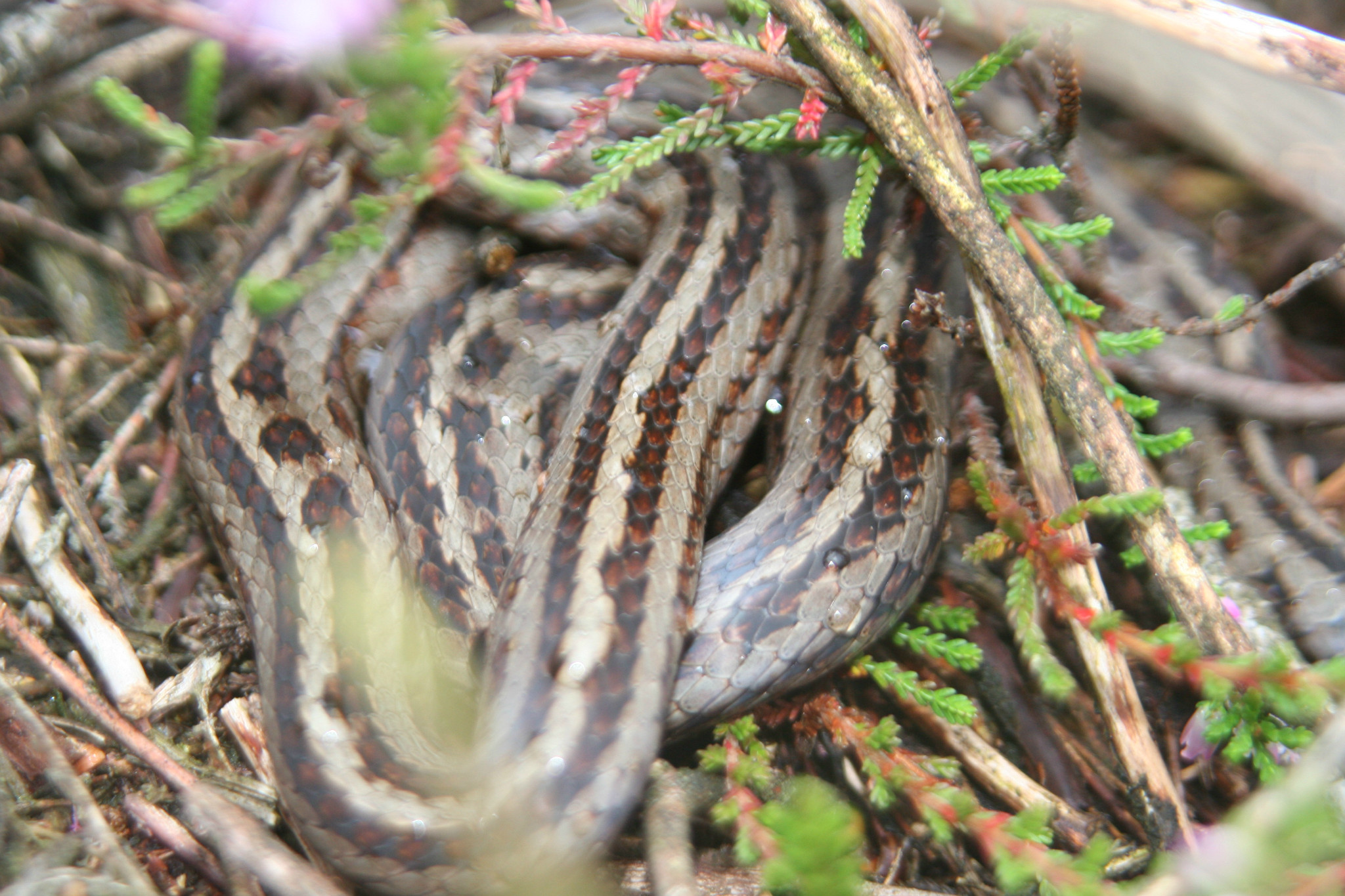 Slangen in Nederland en Benelux: Snakes in the Benelux and adjacent ...