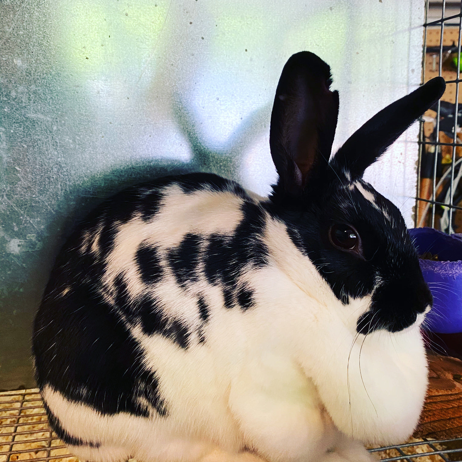 What is a dewlap? The dewlap... - Bloemen Bunnies Rabbitry | Facebook