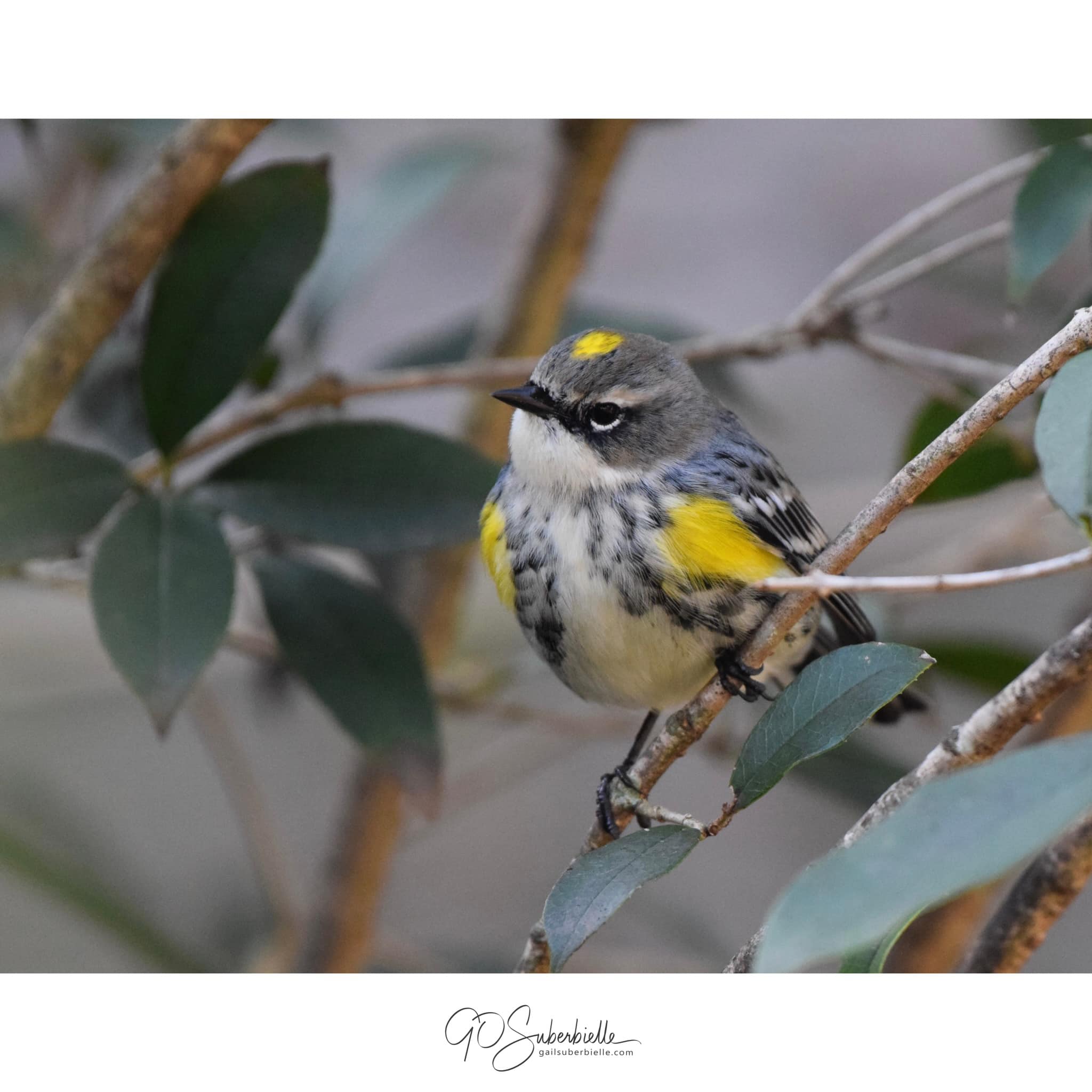 Yellow-rumped warbler territorial behavior