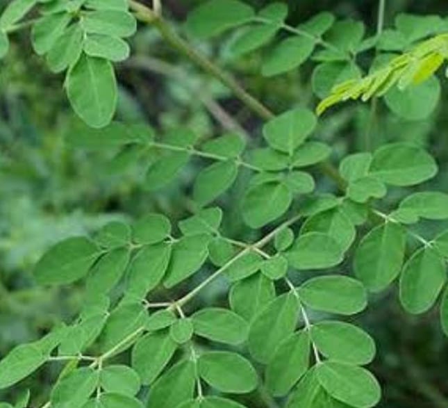 Miss - ️Moringa atau Kelor , *daun terkaya khasiat di dunia* Dipanggil ...