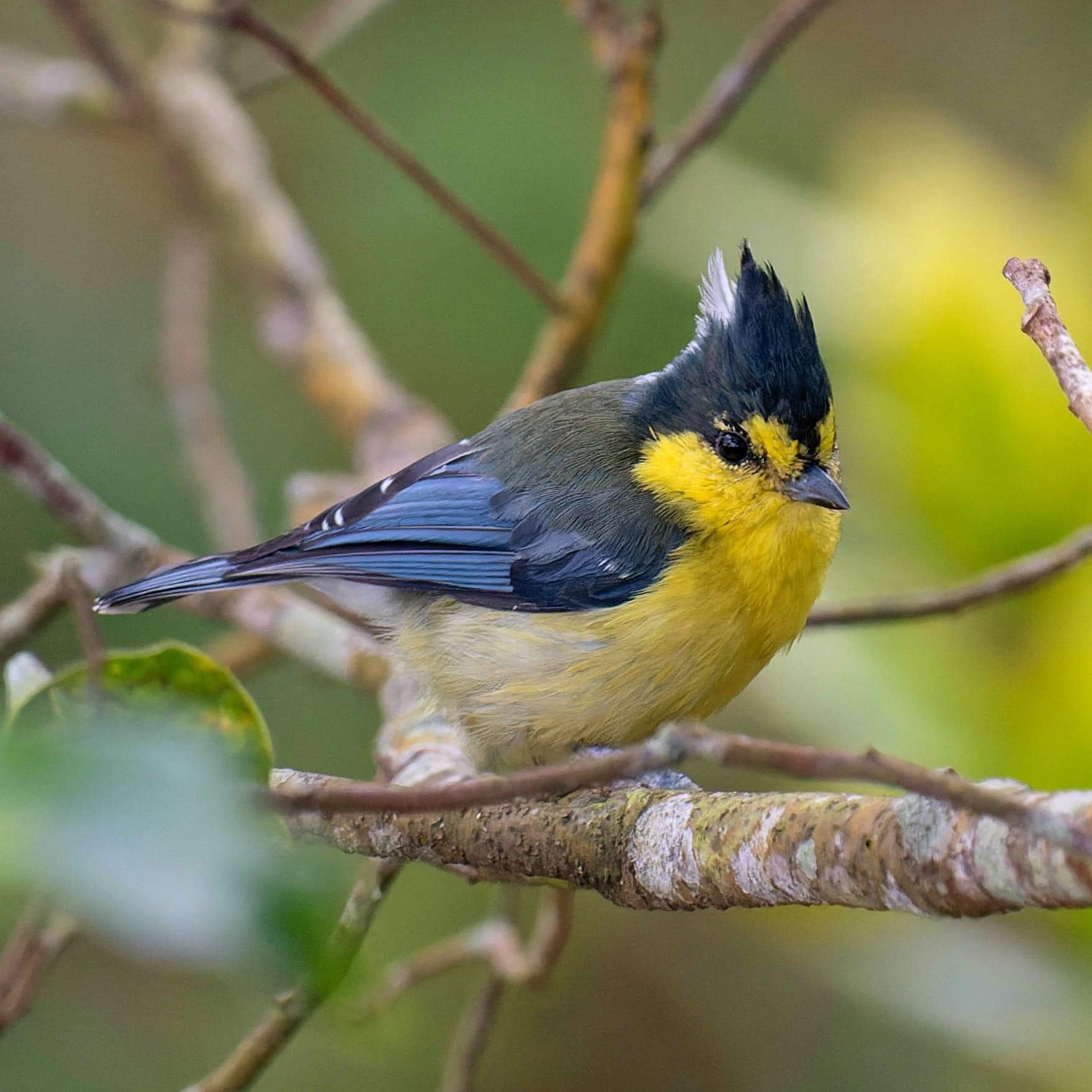 Serrognathus (Dorcus) titanus ssp. sika ID by El Santillan Taipei