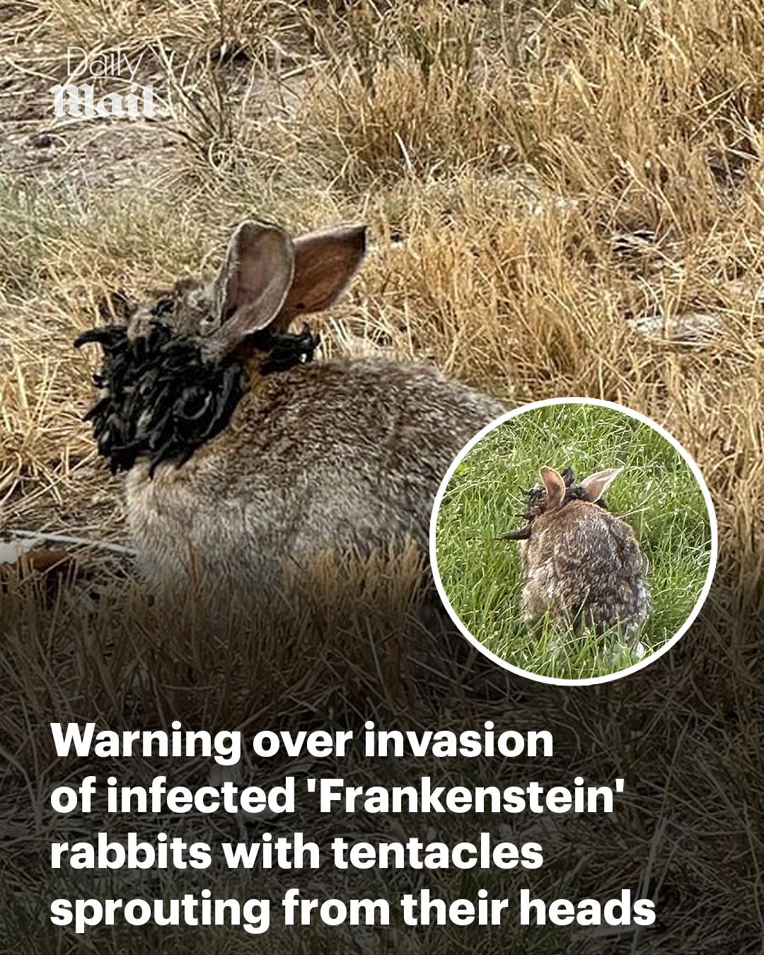 Daily - The virus is turning ordinary rabbits into grotesque, horned ...
