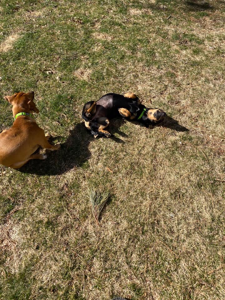 Sandy Paws Rescue Inc.