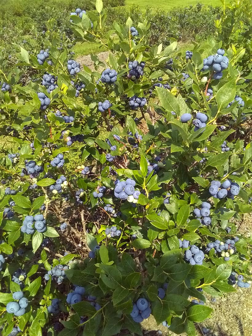 🫐EXCELLENT PICKING🫐 Same as the... - Blueberry Ridge Orchard