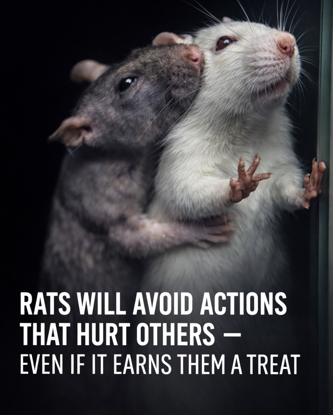 Bitecharge - Scientists expected rats to go for the treat. Instead, the ...