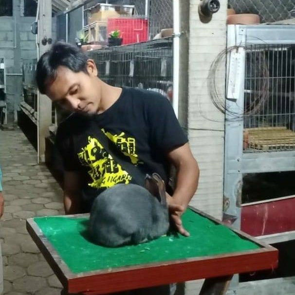 Mating rabbits tutorial #bunny #pets #animals | Ahnaf Shafwan