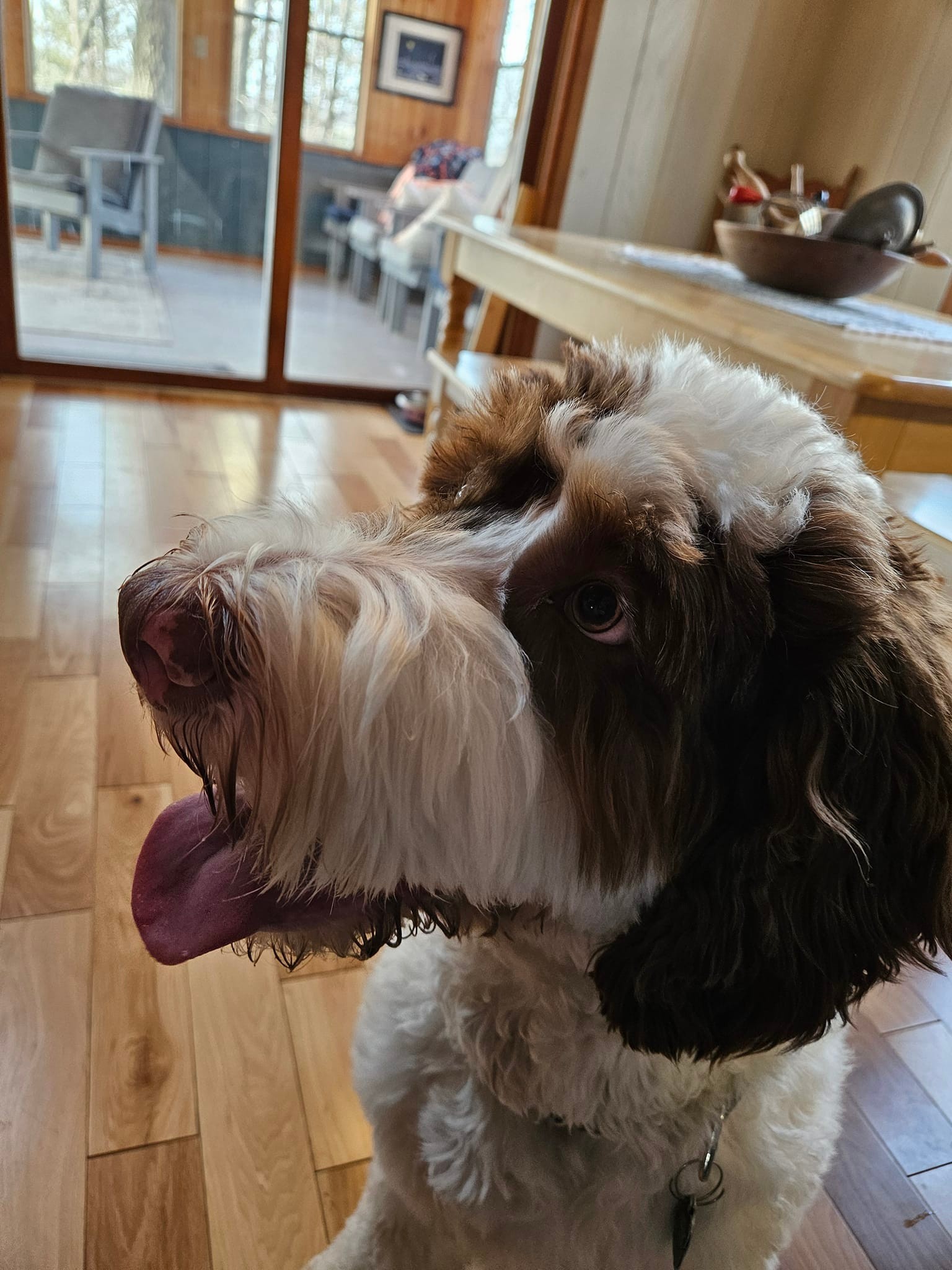 Ruff Pups | Reedsburg WI
