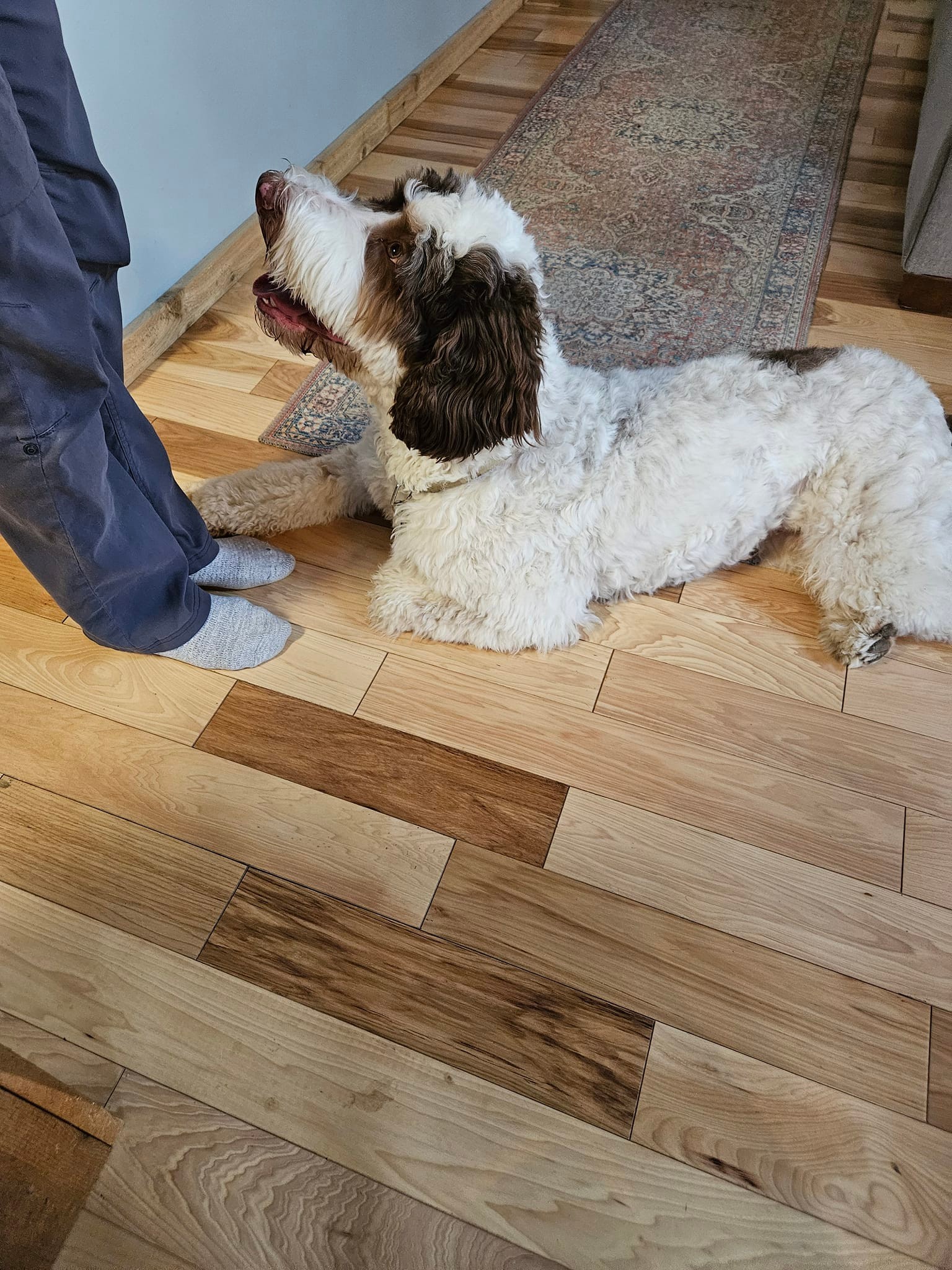 Ruff Pups | Reedsburg WI