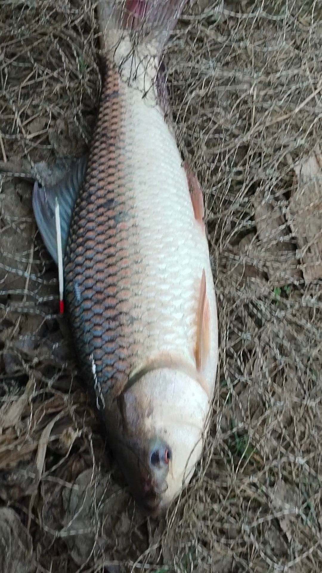 Fish Bongo | Rajshahi