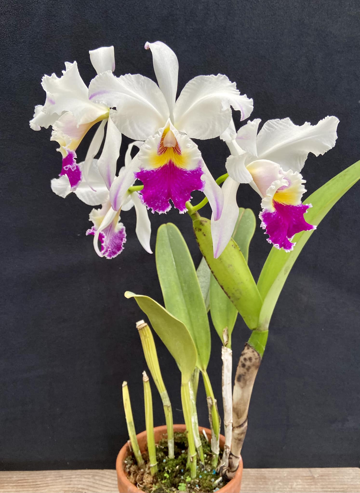 Semi-alba gaskelliana orchid varieties