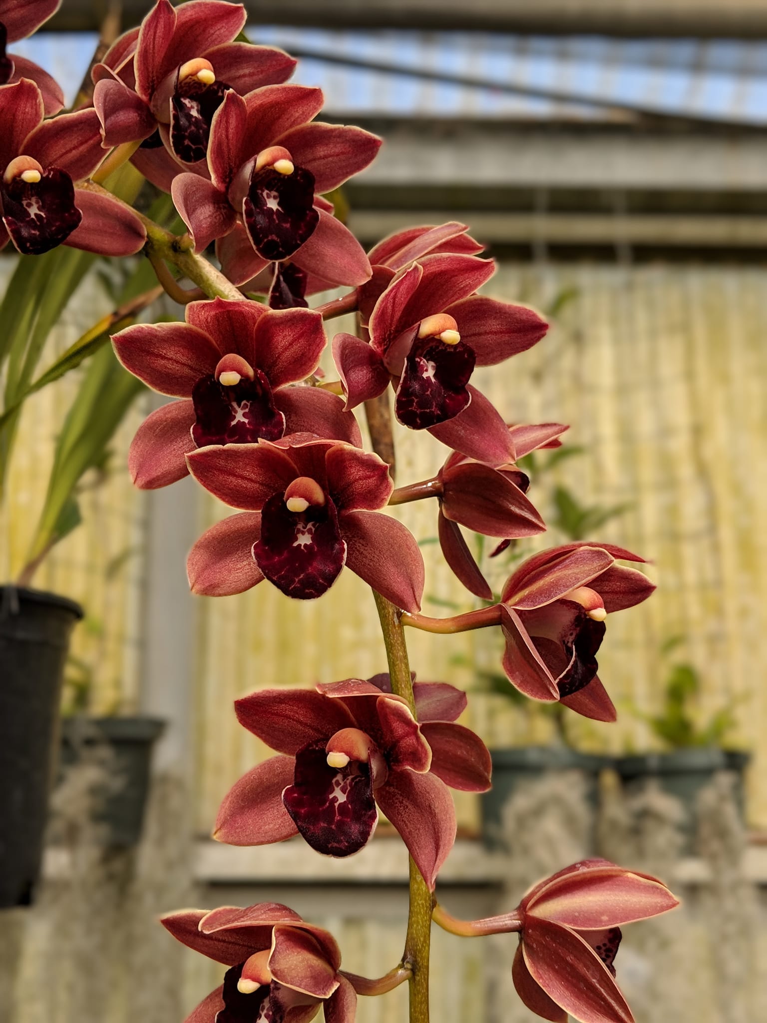 Cymbidium Peter Sander 'New Horizon' orchid hybrid