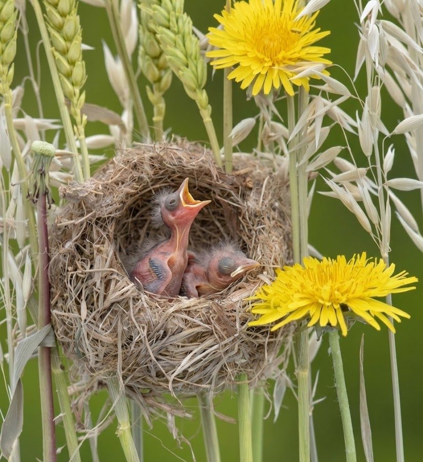 The Wildlife - Amazing nest | Facebook