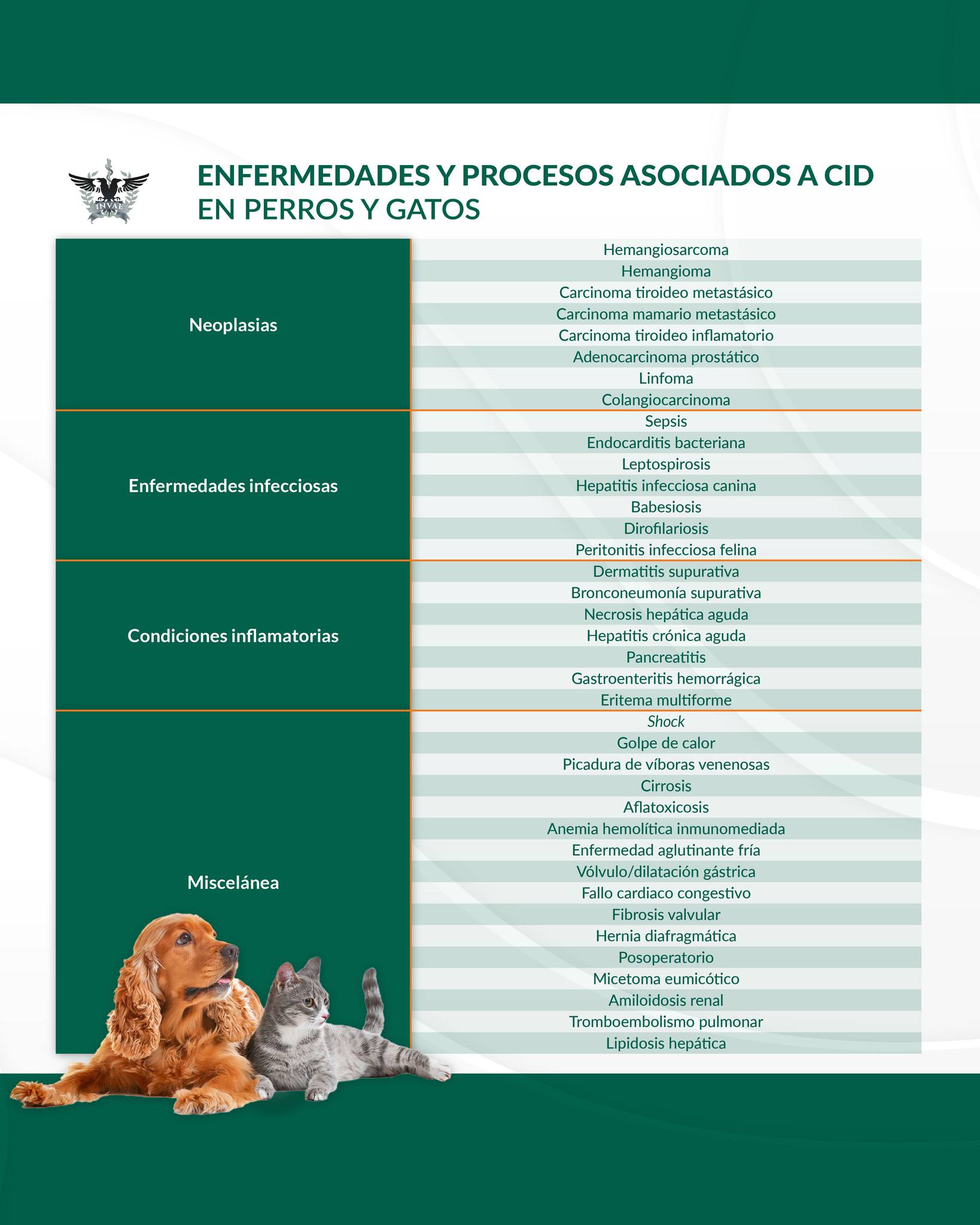 INVAE - ENFERMEDADES Y PROCESOS ASOCIADOS A CID EN PERROS Y GATOS 🐶🐈 La ...