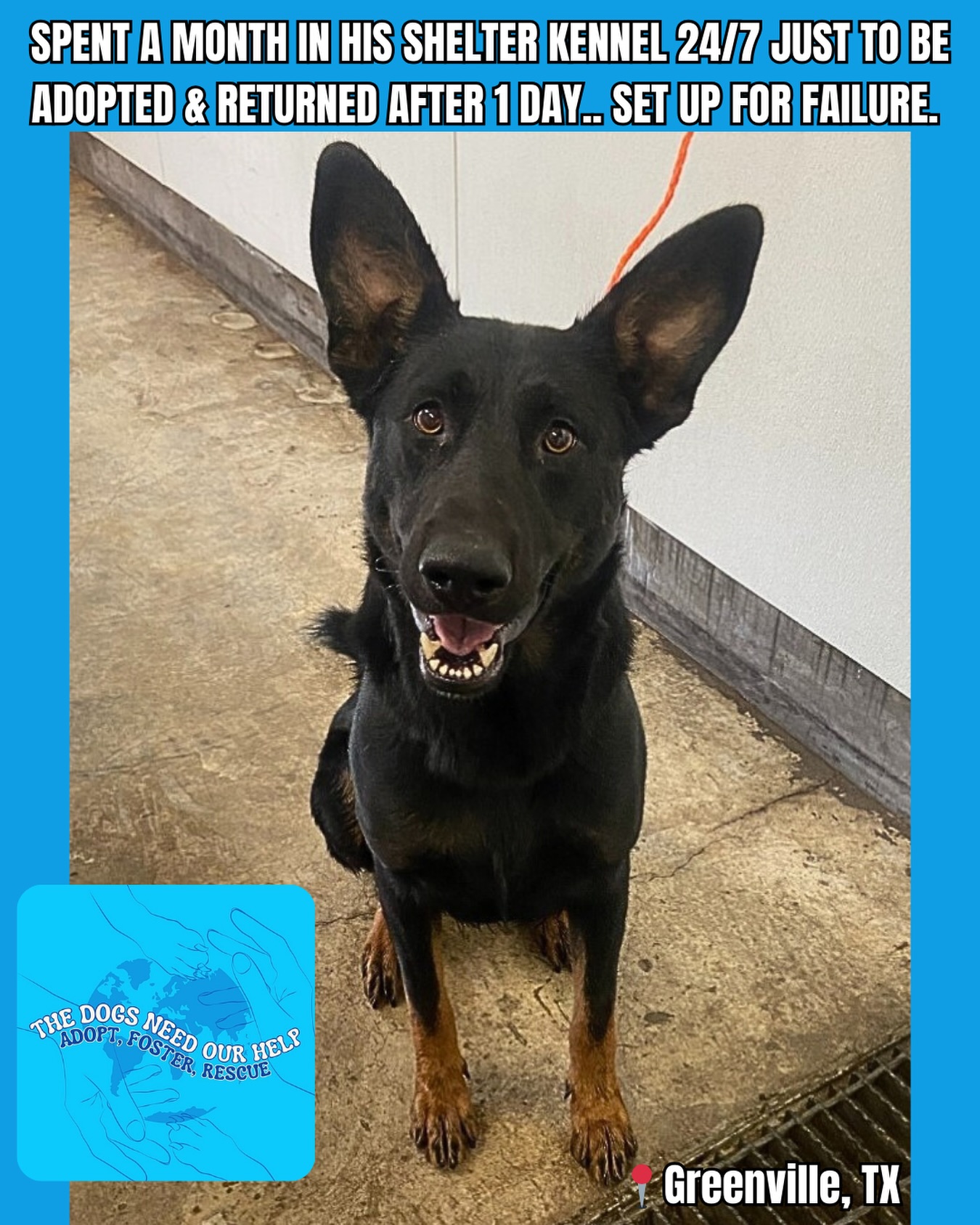 The Dogs - Adopted 🥰🥳 💔Adopted & returned after ONE DAY due to human ...