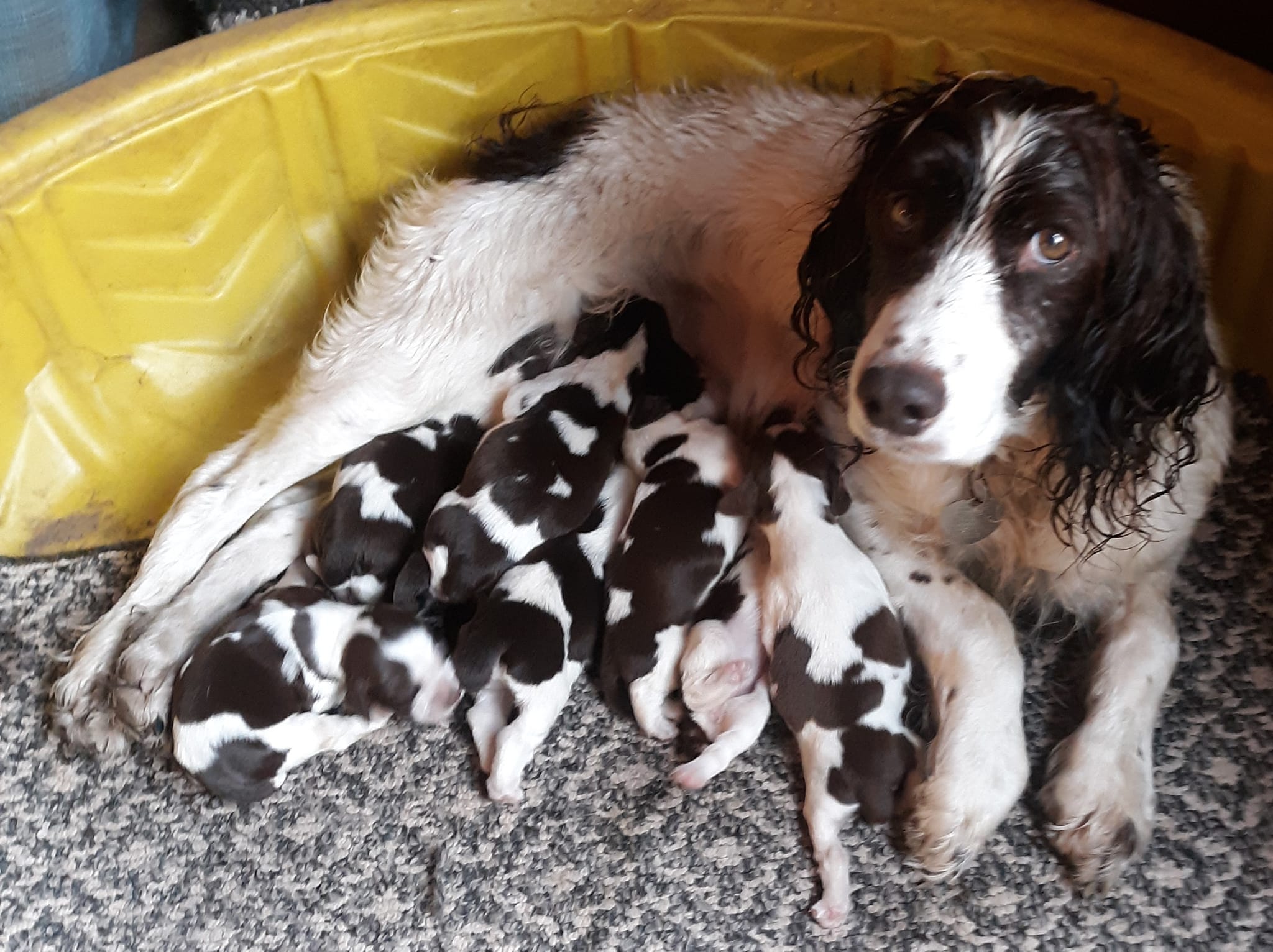 English Springer spaniel puppies for Adoption | Facebook