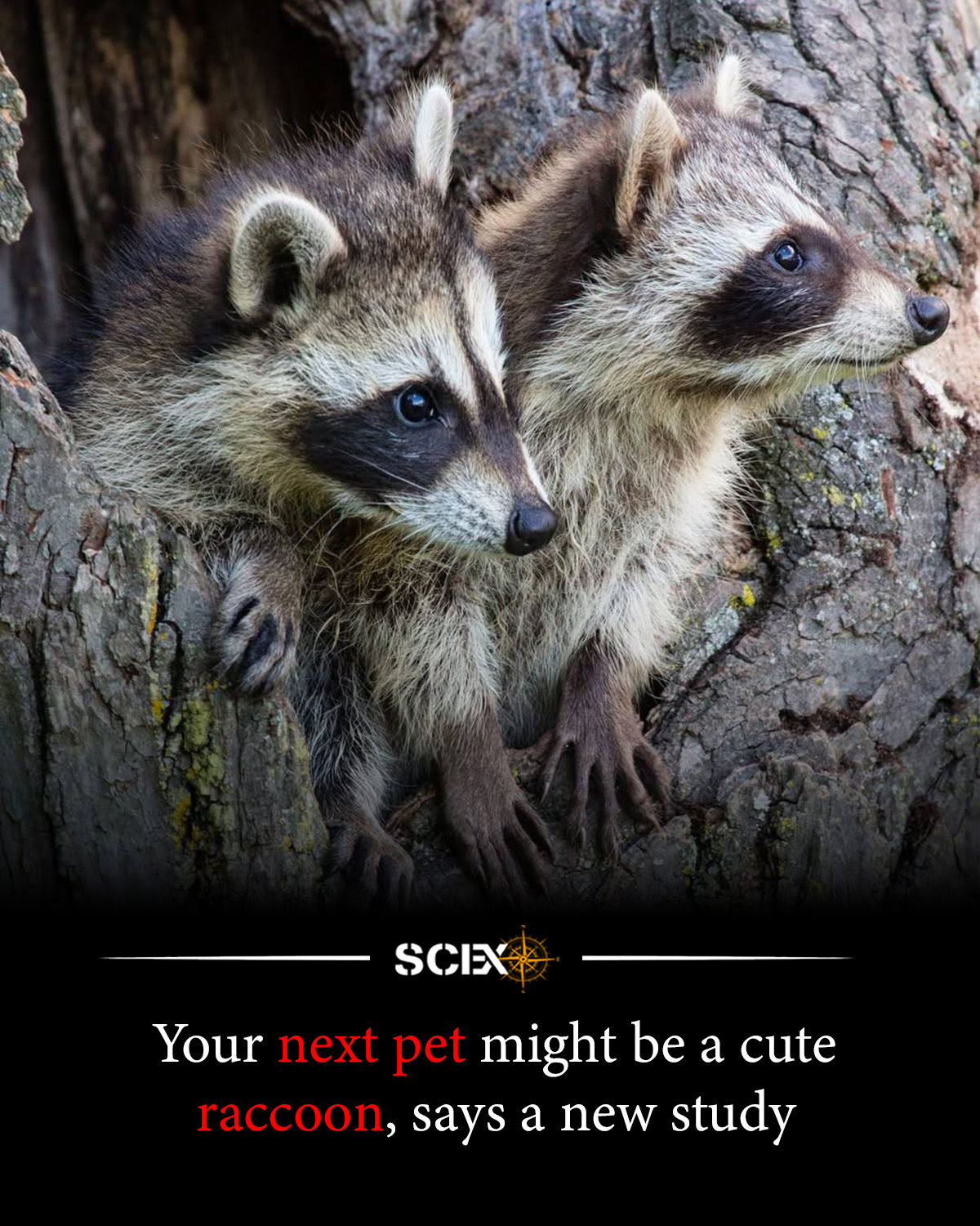 Science - City raccoons aren’t just adapting to urban life—they’re ...