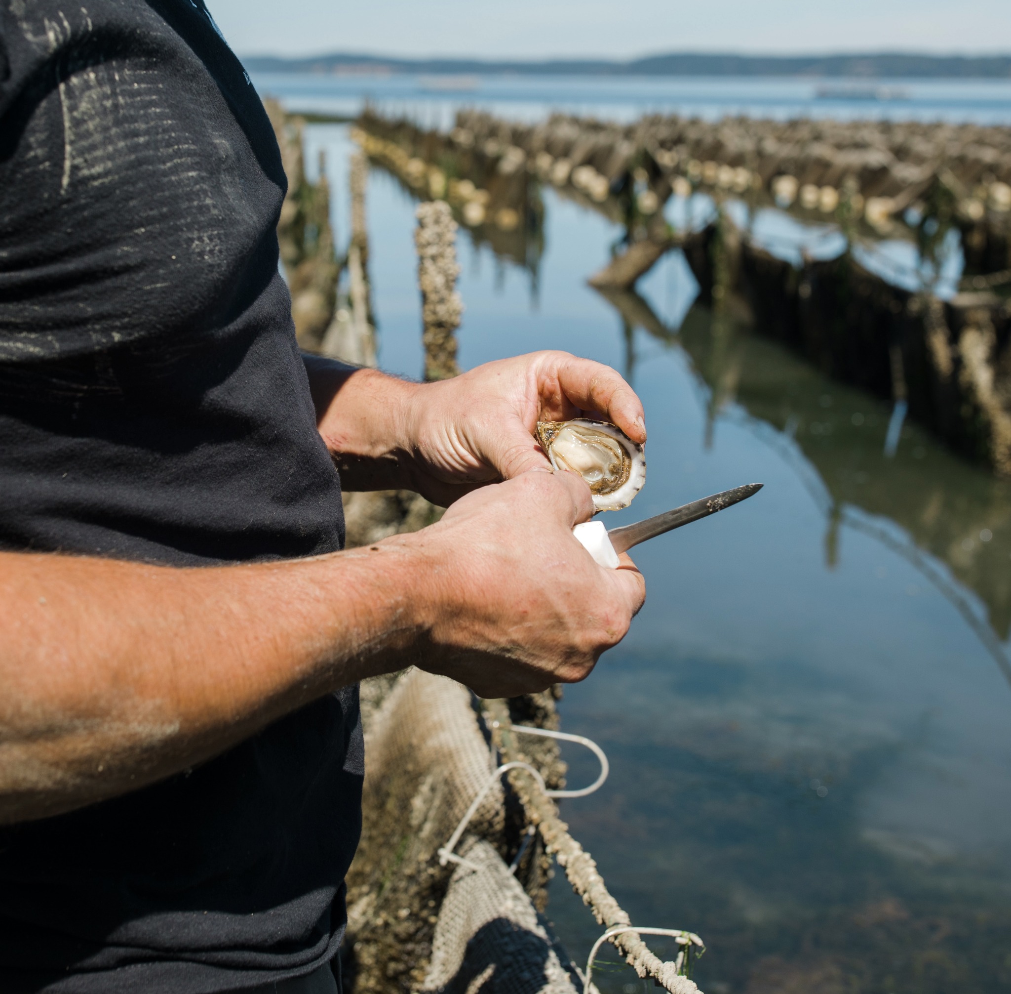 Happy... - Pacific Coast Shellfish Growers Association | Facebook