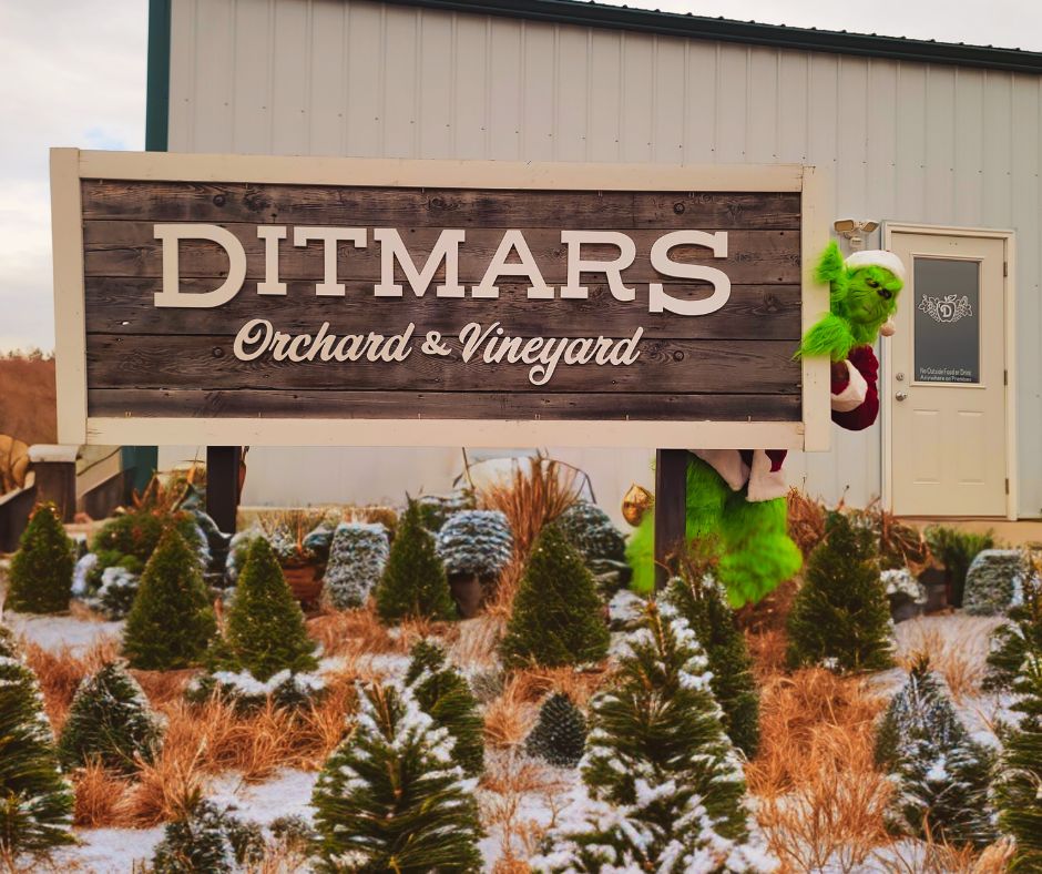 Ditmars Orchard & Vineyard - ??Hakuna Matata... What a wonderful 